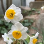 中村学園女子高等学校同窓会【公式】