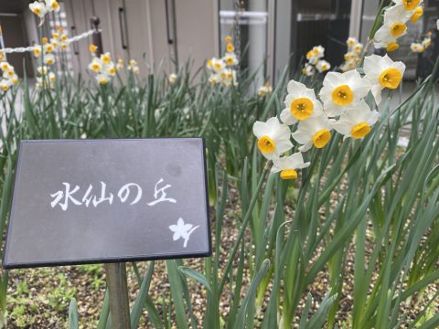 水仙の丘